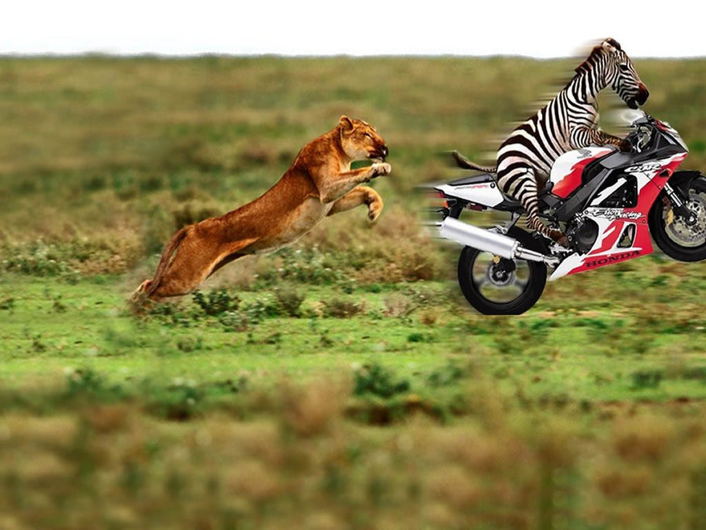 funny animal wallpapers,wildlife,felidae,bengal tiger,vehicle,safari