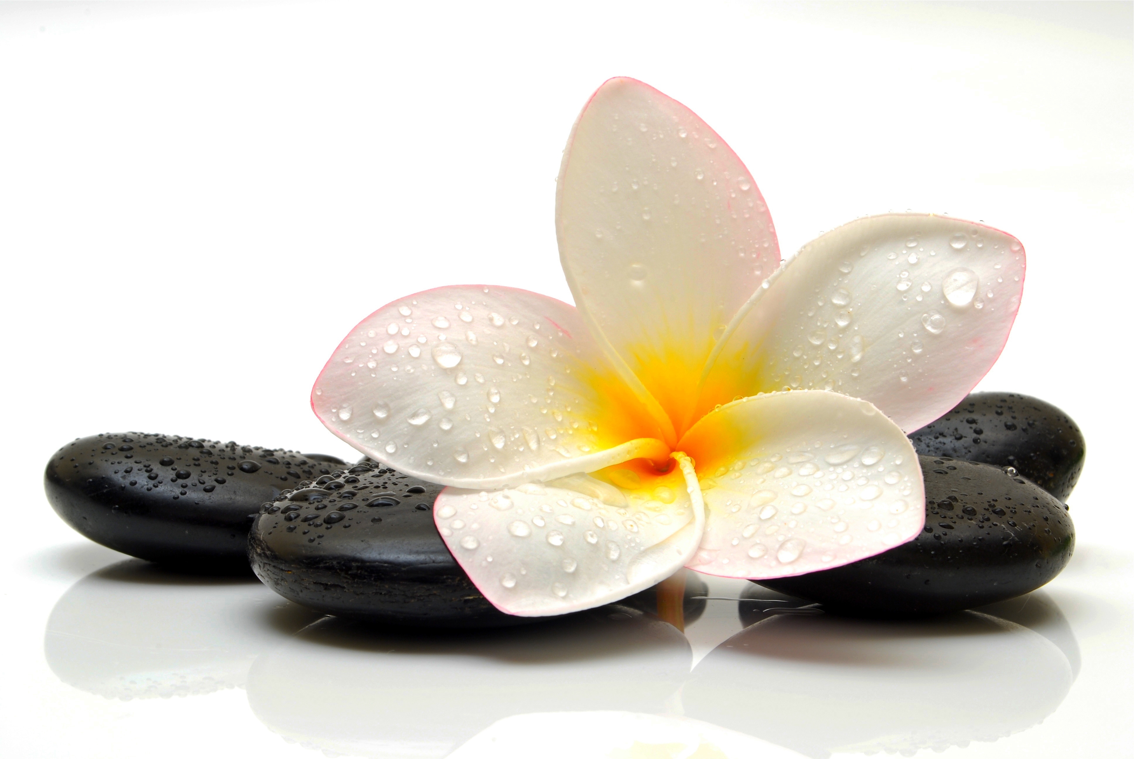 fondo de pantalla de masaje,frangipani,guijarro,pétalo,flor,planta