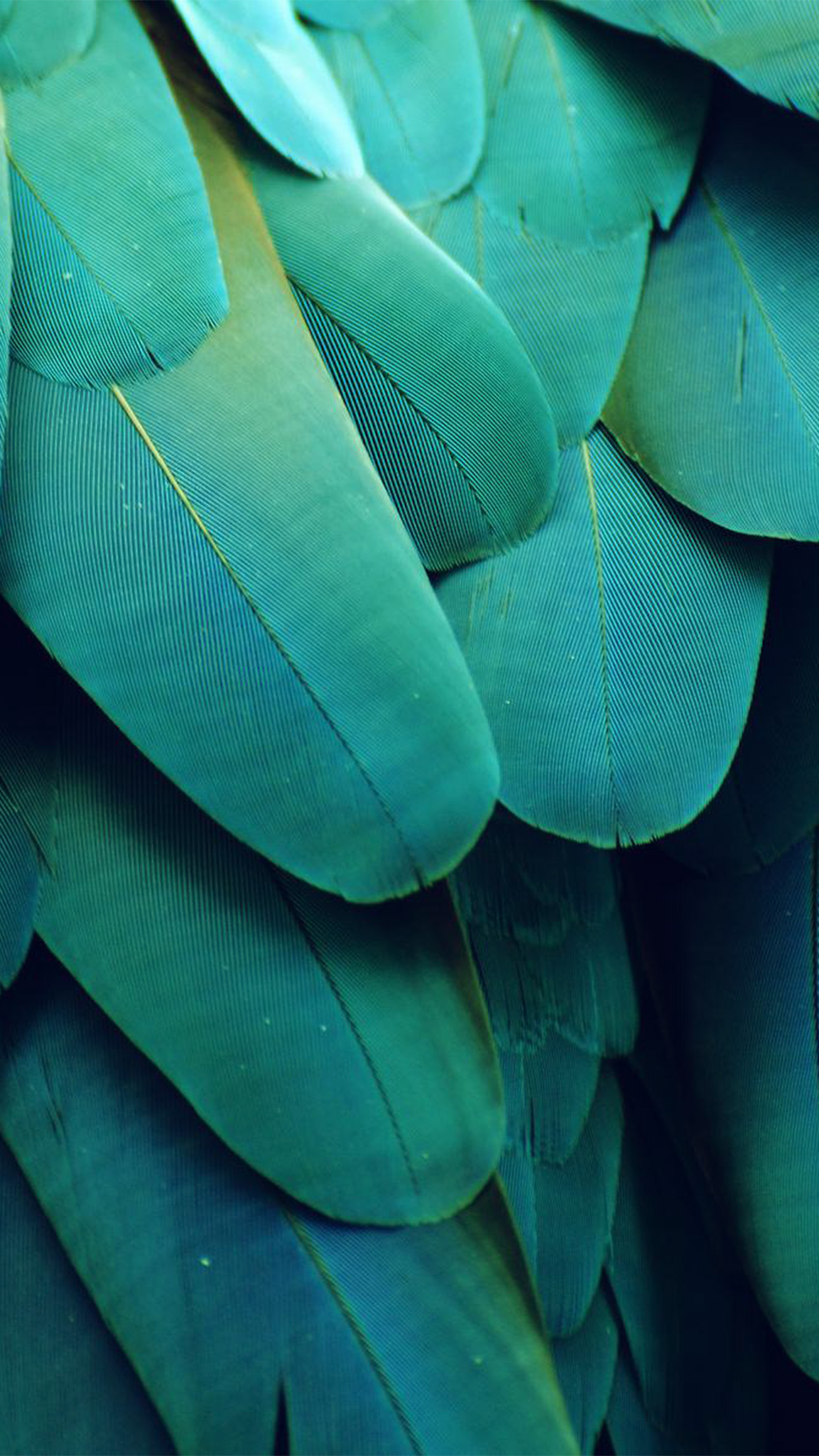 meizu wallpaper,green,blue,turquoise,leaf,teal
