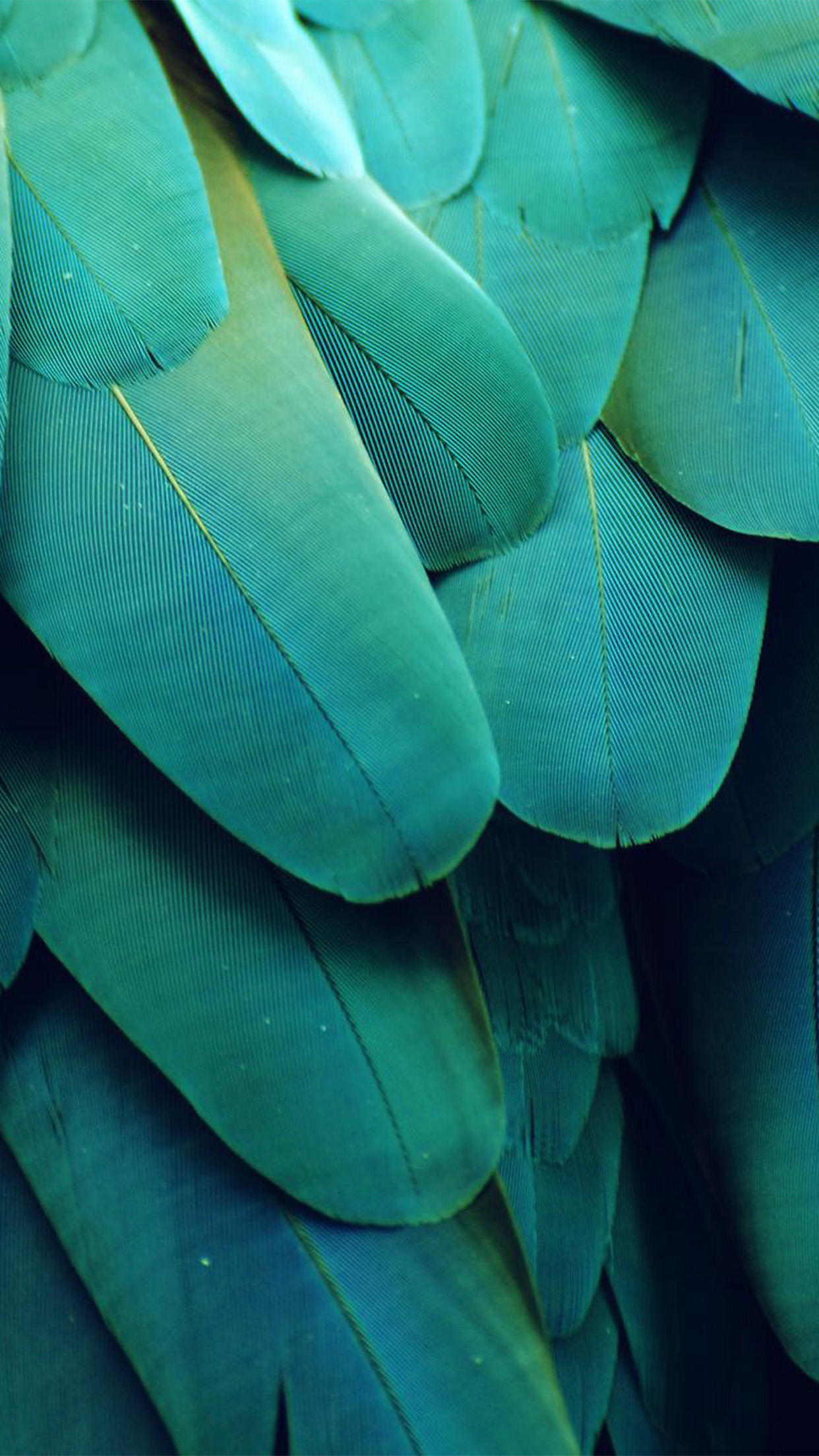 meizu wallpaper,verde,azul,turquesa,hoja,verde azulado