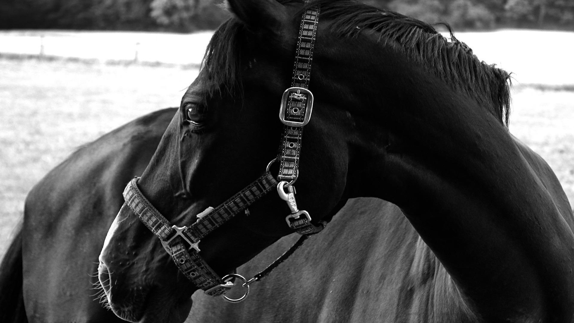fondo de pantalla negro azabache,negro,caballo,en blanco y negro,brida,fotografía