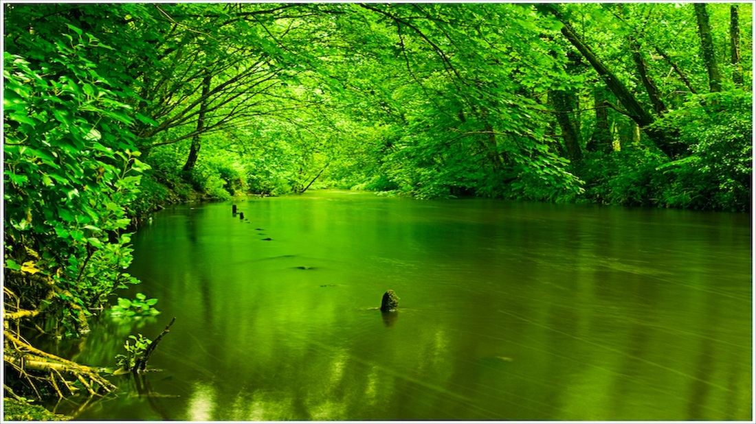 grüne tapete voll hd,natur,natürliche landschaft,grün,gewässer,auwald