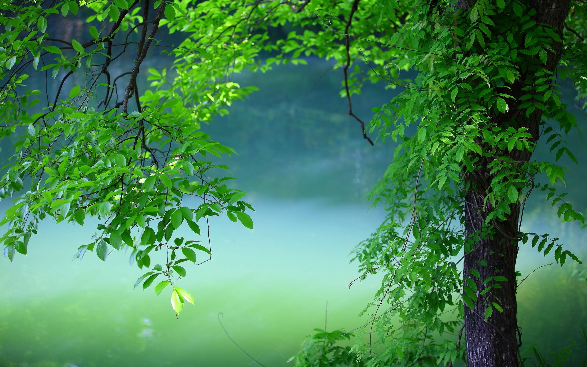 grüne tapete voll hd,natur,grün,natürliche landschaft,wasser,wasservorräte