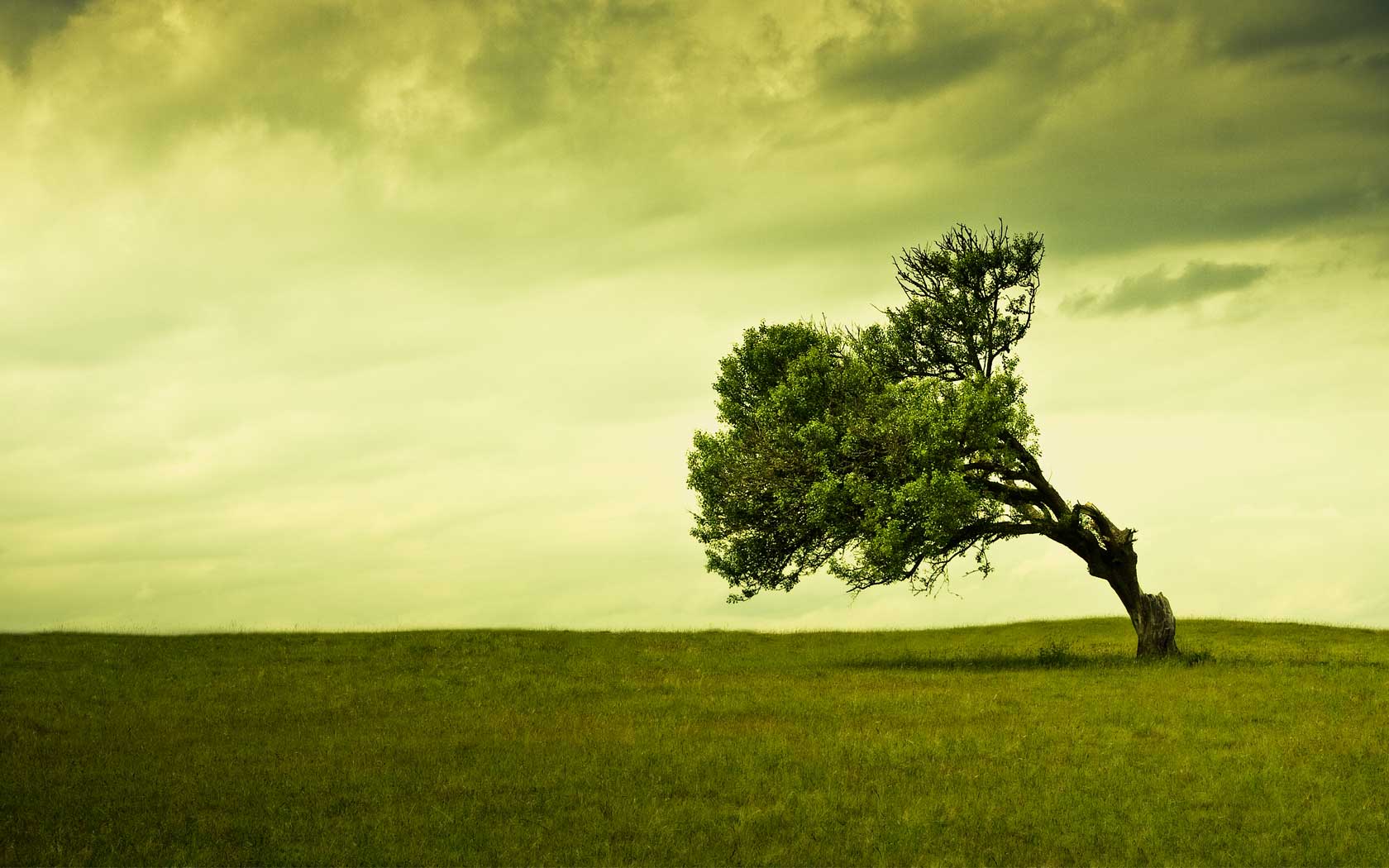 grüne tapete voll hd,natürliche landschaft,himmel,grün,natur,baum