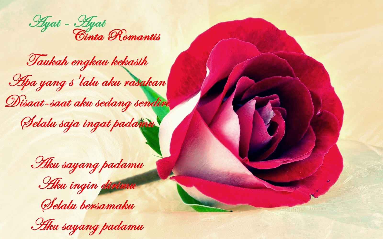 fondos de pantalla kata romantis,rosas de jardín,rosa,pétalo,flor,rosa de té híbrida