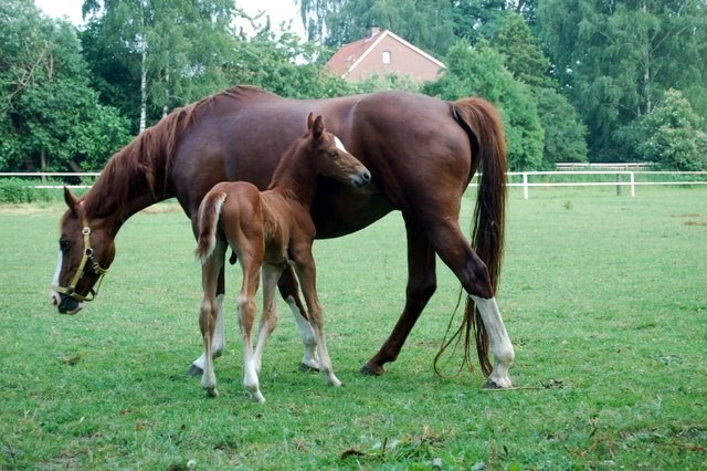 Desktop-hintergrundbilder kostenlos pferde