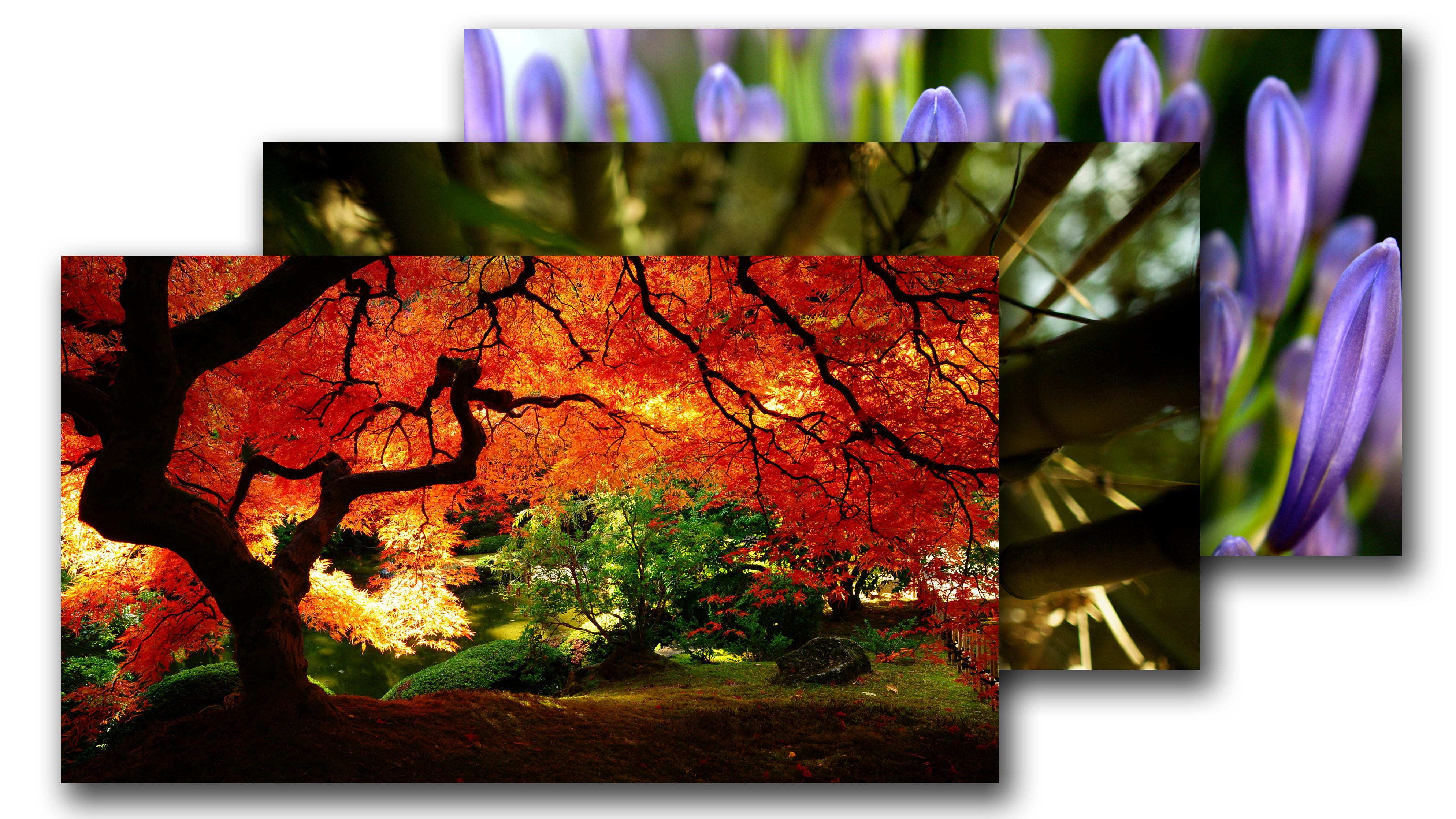 wallpaper kostenlos,nature,natural landscape,leaf,modern art,tree