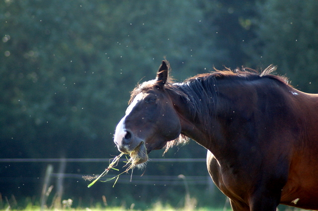 壁紙コステンロス,うま,野生動物,マスタング馬,たてがみ,種馬