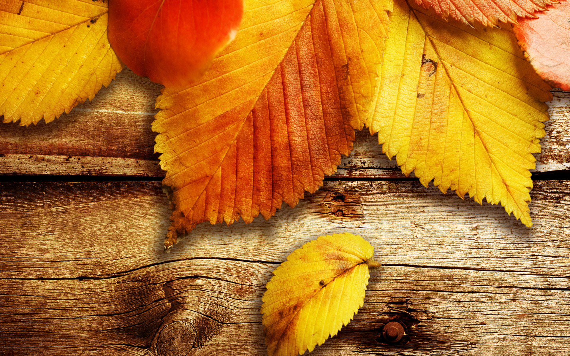 wallpaper kostenlos,leaf,yellow,autumn,orange,deciduous
