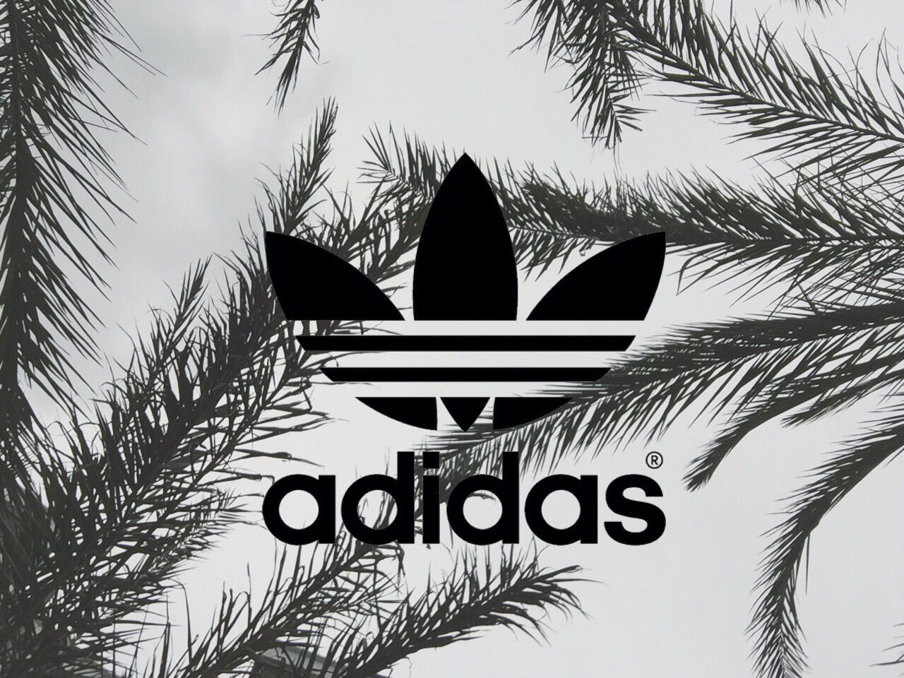 fond d'écran adidas hd,arbre,palmier,police de caractère,plante ligneuse,illustration