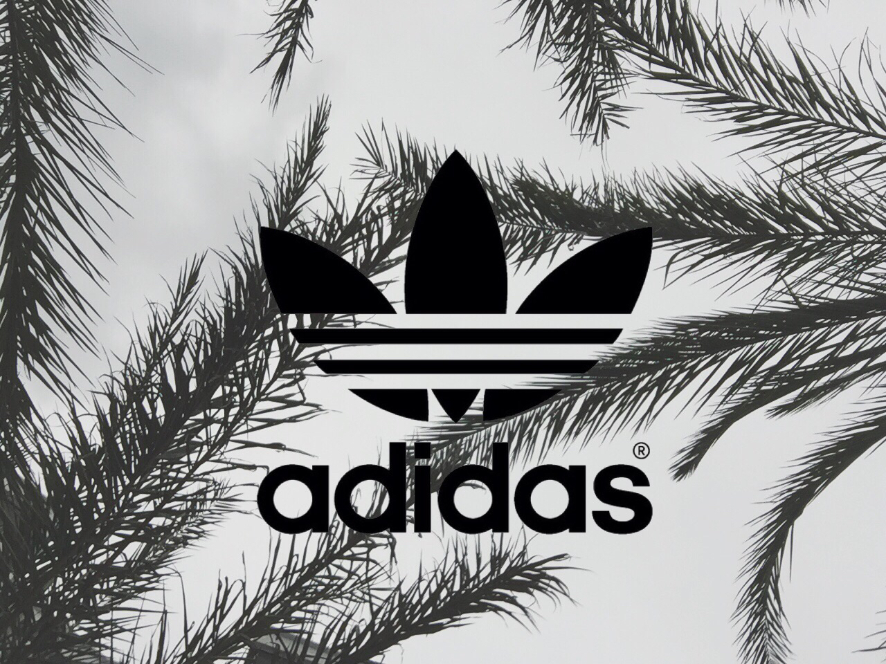 adidas wallpaper hd,albero,palma,font,pianta legnosa,illustrazione