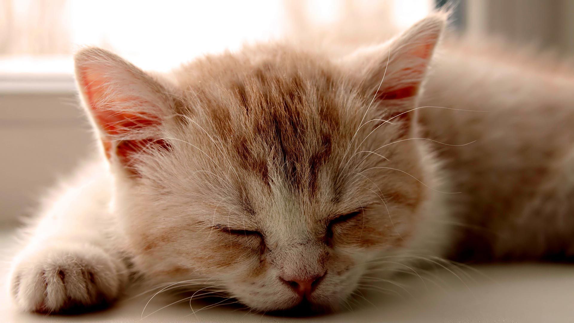 fondo de pantalla chicas,gato,bigotes,gatos pequeños a medianos,felidae,hocico