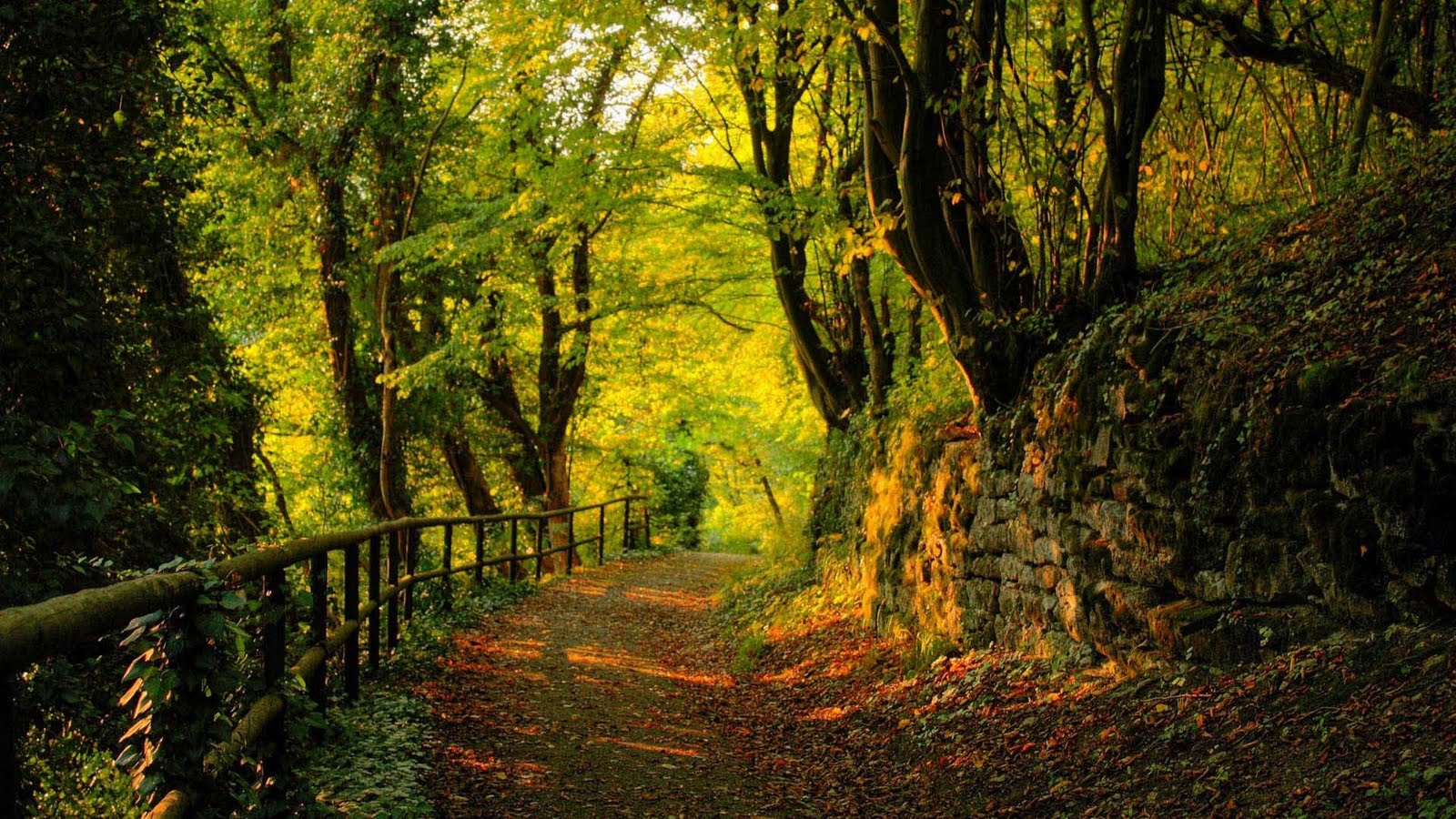 fonds d'écran hd paisajes,paysage naturel,la nature,arbre,forêt,des bois