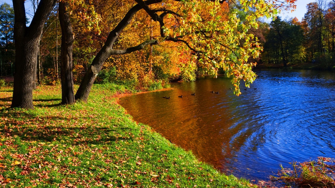 fonds d'écran hd paisajes,paysage naturel,la nature,arbre,l'eau,feuille