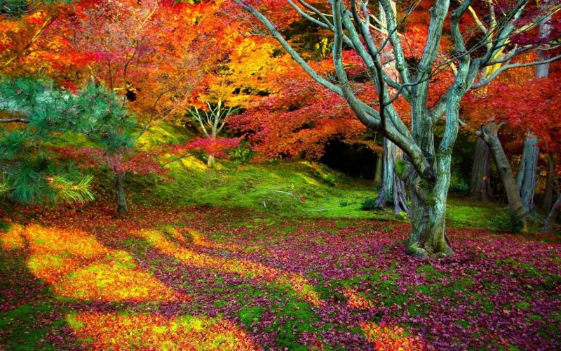wallpapers hd paisajes,tree,natural landscape,nature,leaf,autumn