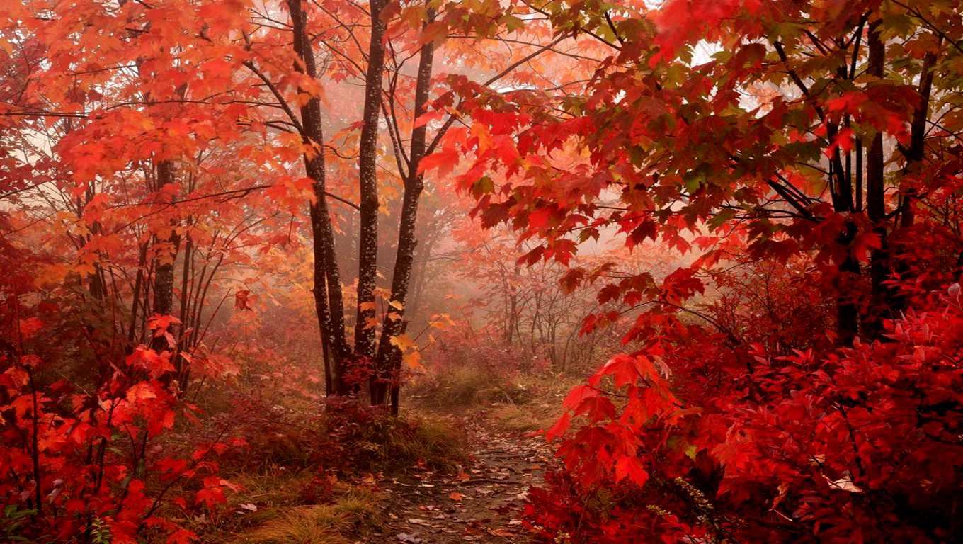 fondos de pantalla hd paisajes,árbol,paisaje natural,naturaleza,rojo,bosque de madera dura del norte