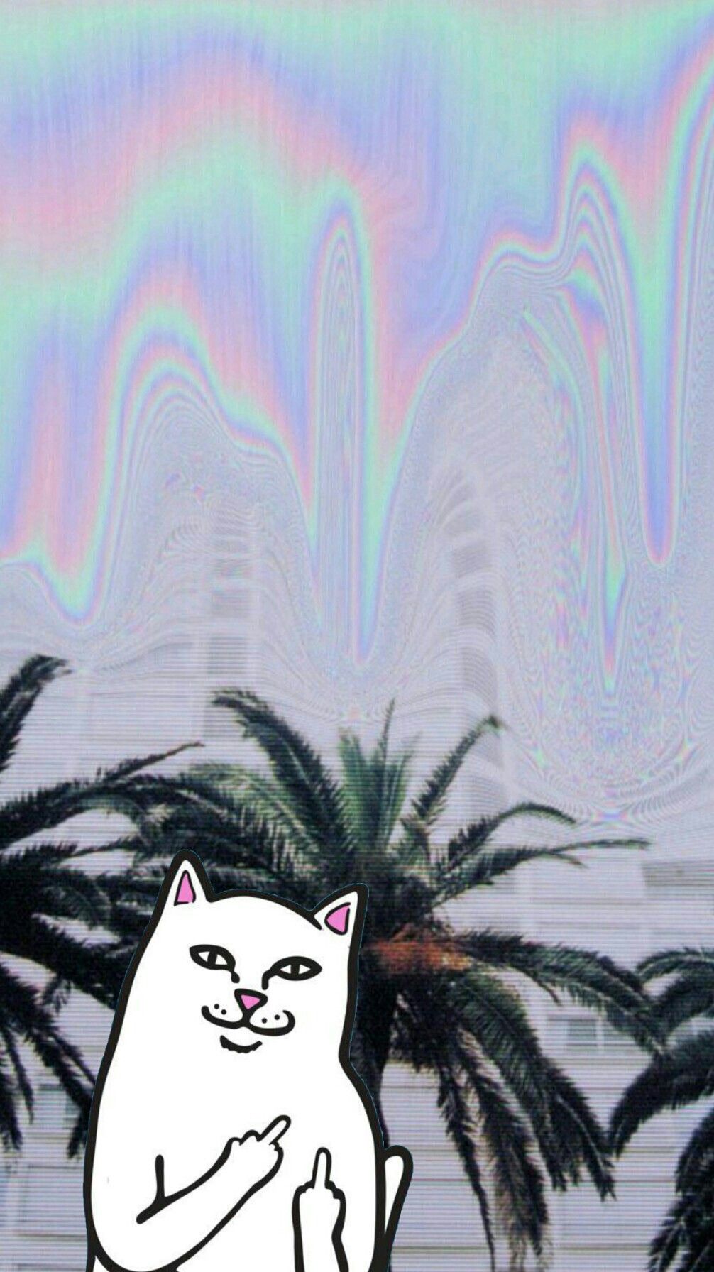 fondo de pantalla estético iphone,gato,gatos pequeños a medianos,felidae,gato negro,gatito