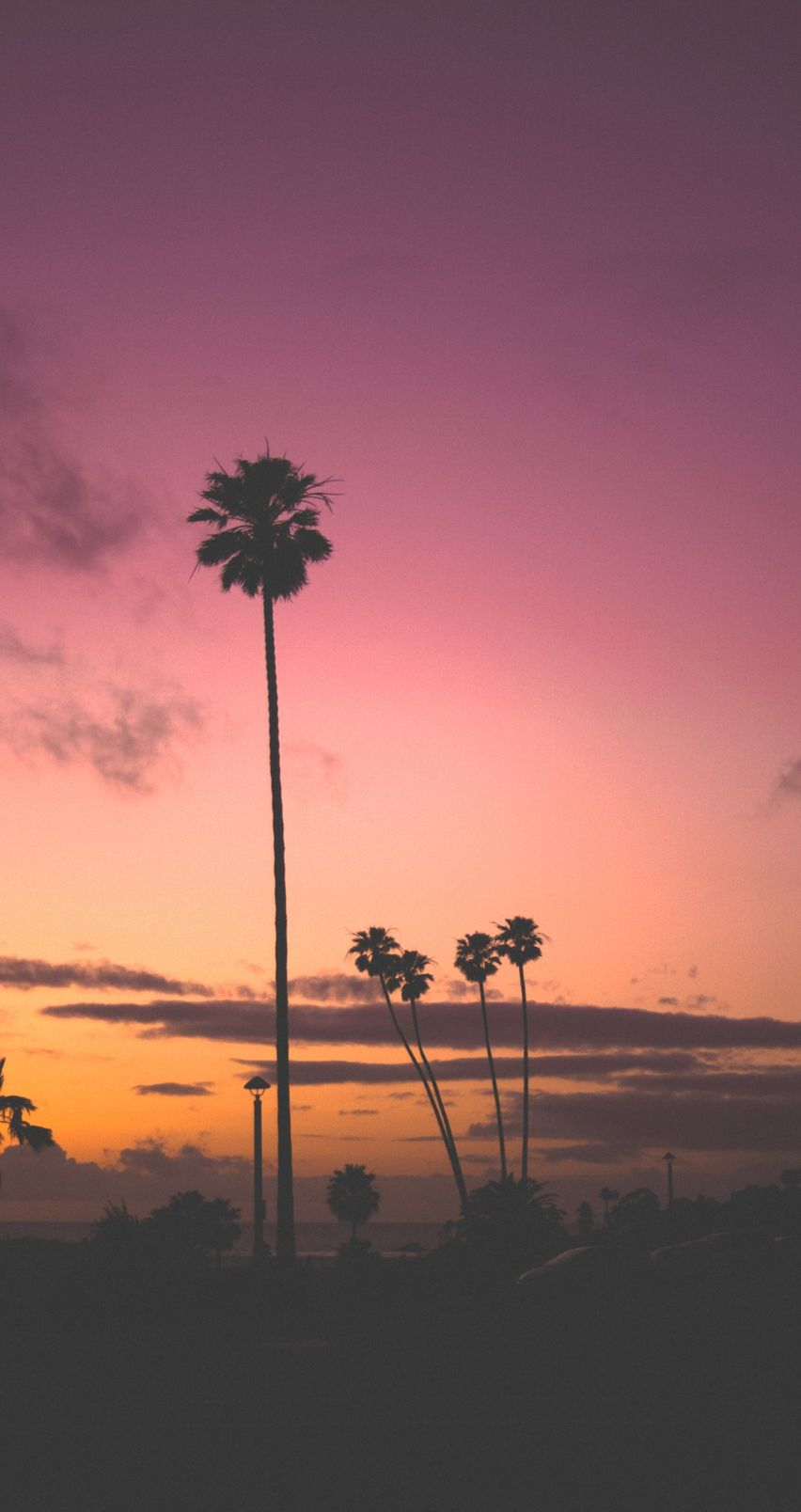 aesthetic iphone wallpaper,sky,nature,horizon,palm tree,atmospheric phenomenon