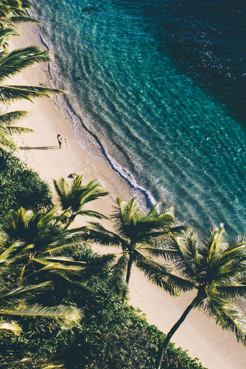 verano fondos de pantalla tumblr,árbol,palmera,paisaje,oceano,planta