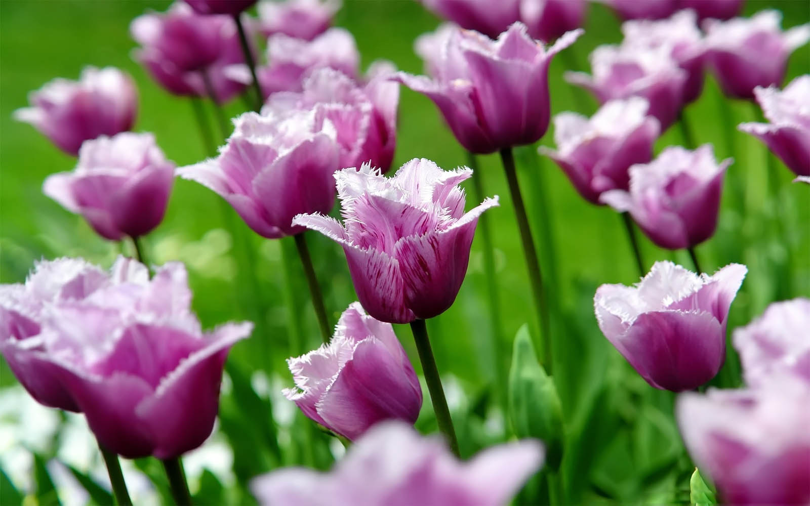 tulips flowers wallpapers,flower,flowering plant,petal,tulip,purple