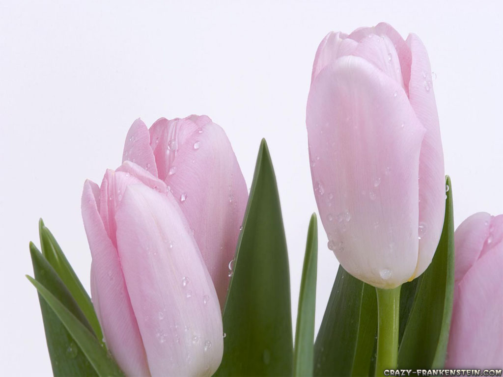 tulips flowers wallpapers,flowering plant,petal,flower,tulip,pink