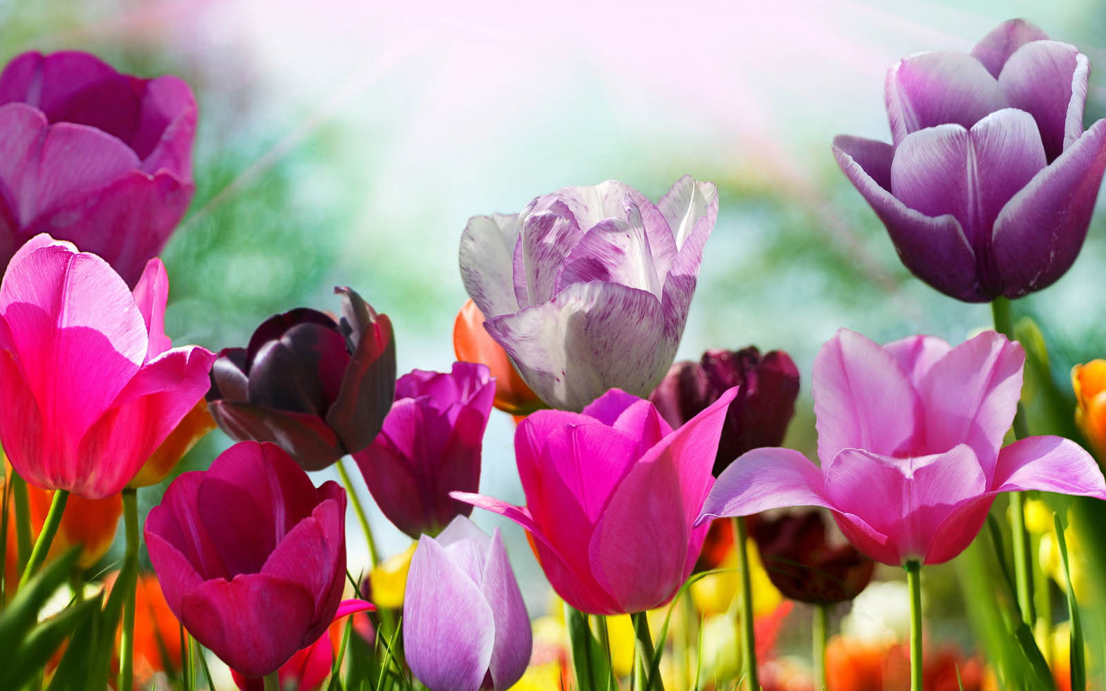 tulipanes flores fondos de pantalla,flor,planta floreciendo,pétalo,tulipa humilis,tulipán
