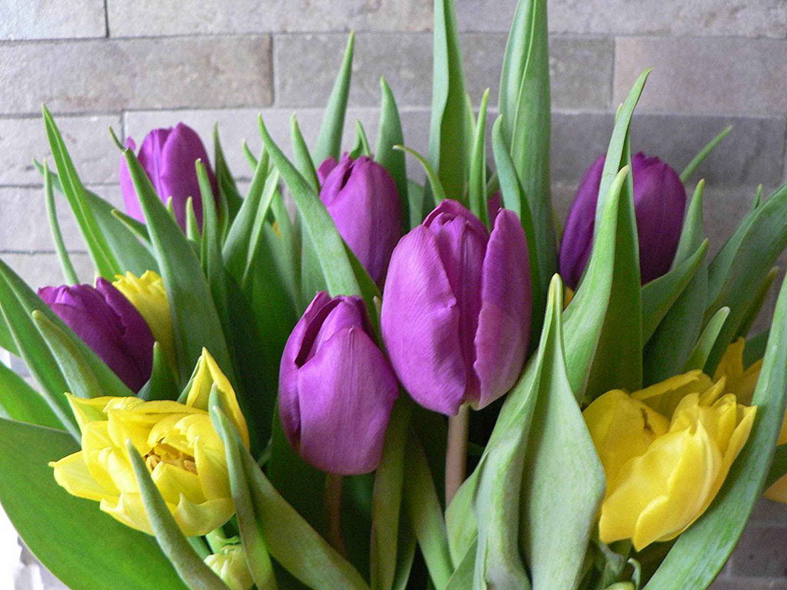 tulips flowers wallpapers,flower,flowering plant,petal,tulip,plant