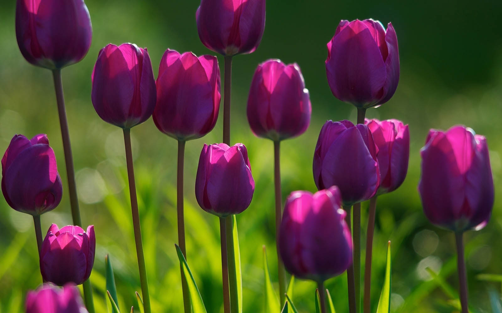 tulips flowers wallpapers,flower,flowering plant,petal,tulip,purple