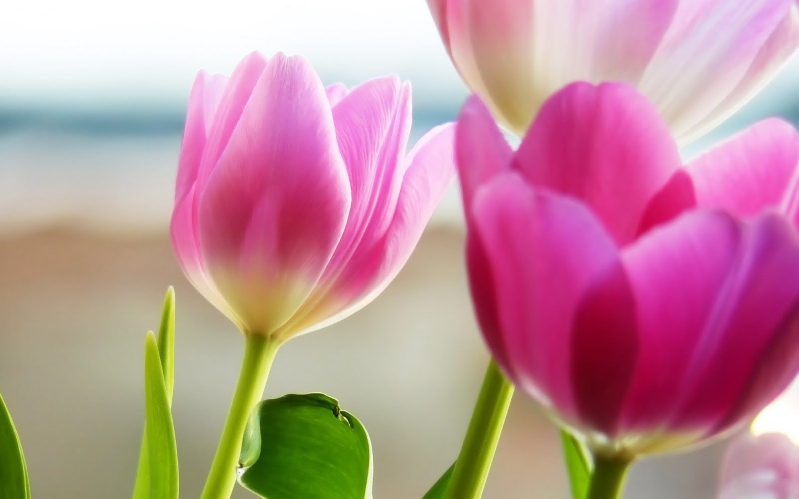 tulips flowers wallpapers,flower,petal,flowering plant,plant,tulip