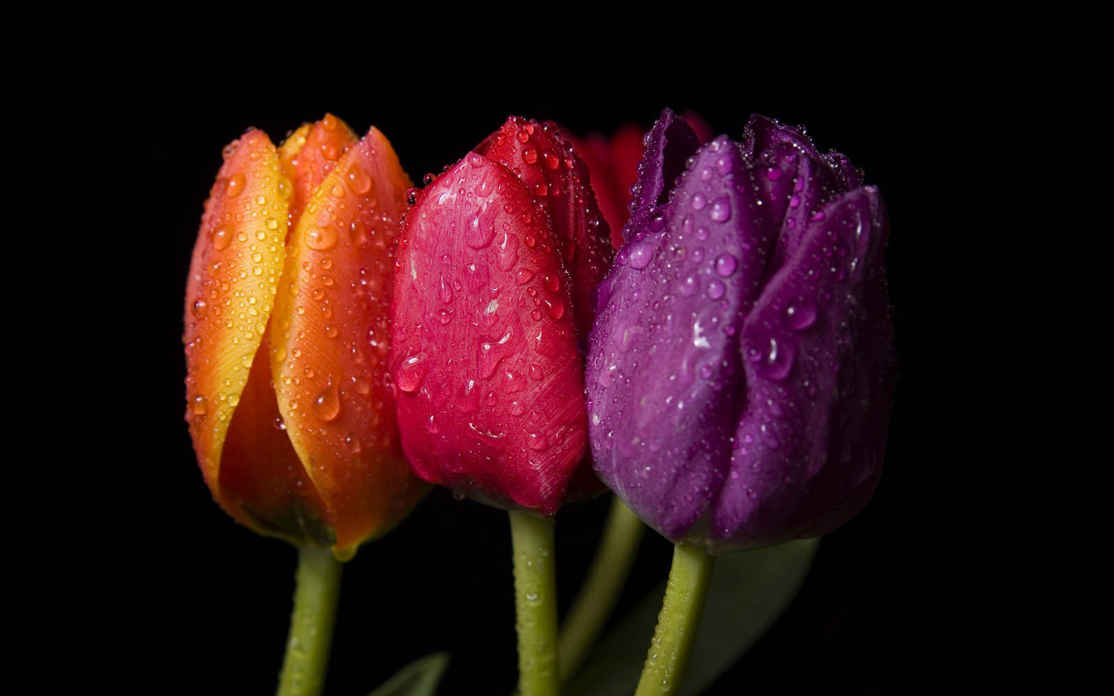 tulipanes flores fondos de pantalla,flor,planta floreciendo,pétalo,agua,tulipán