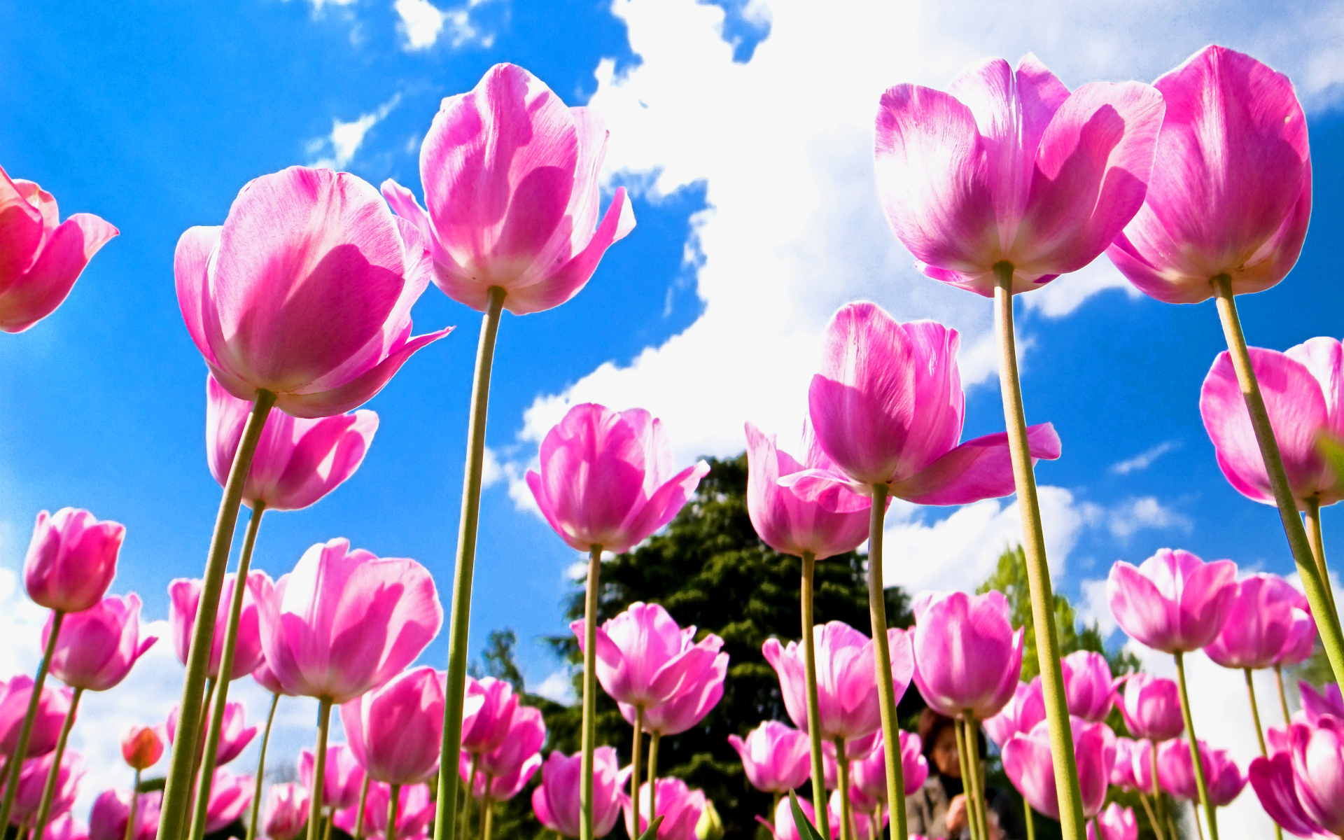 tulips flowers wallpapers,flower,flowering plant,petal,plant,nature