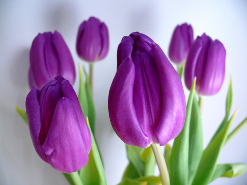 tulips flowers wallpapers,flowering plant,flower,petal,purple,tulip