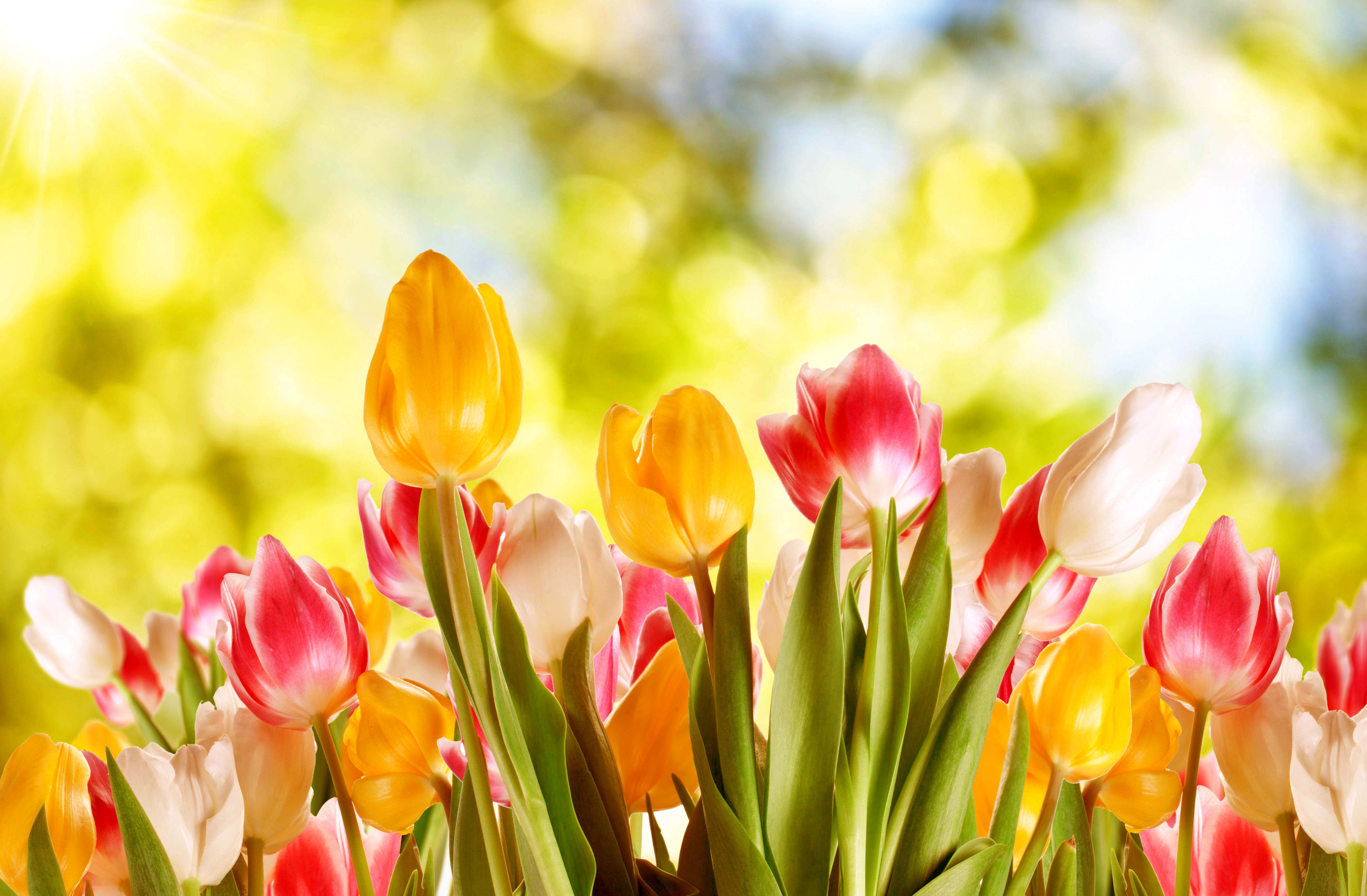tulips flowers wallpapers,flowering plant,petal,flower,tulip,spring