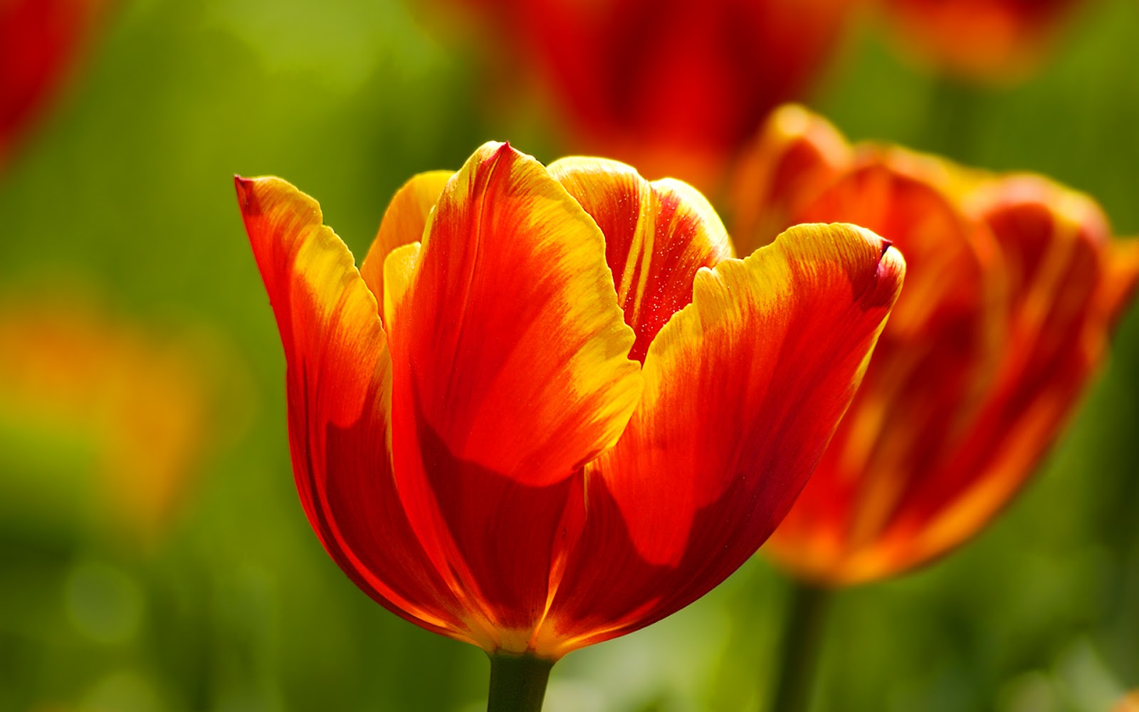 tulpen blumen tapeten,blume,blühende pflanze,blütenblatt,tulpe,rot