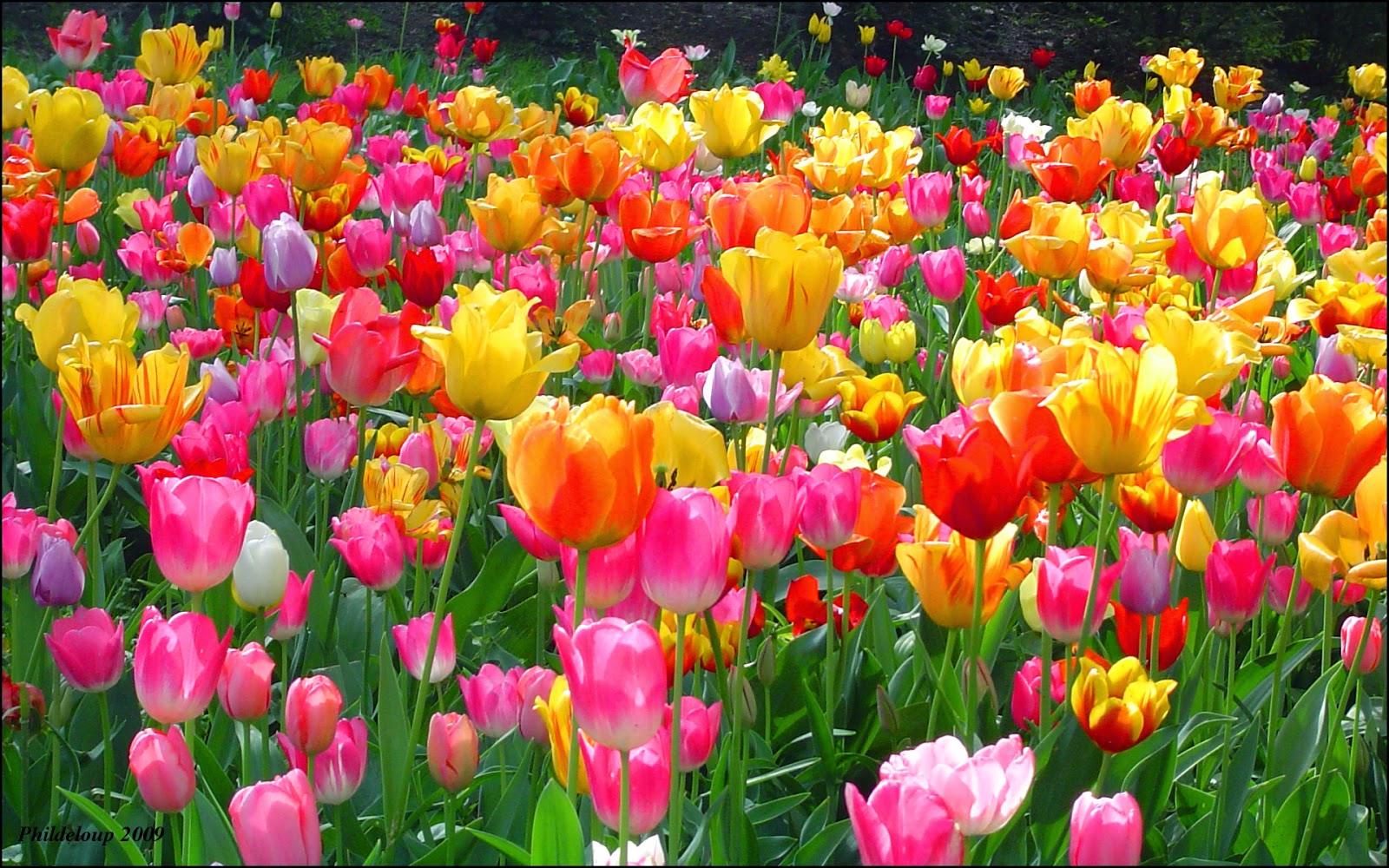 tulipes fleurs fonds d'écran,fleur,tulipe,plante à fleurs,pétale,plante
