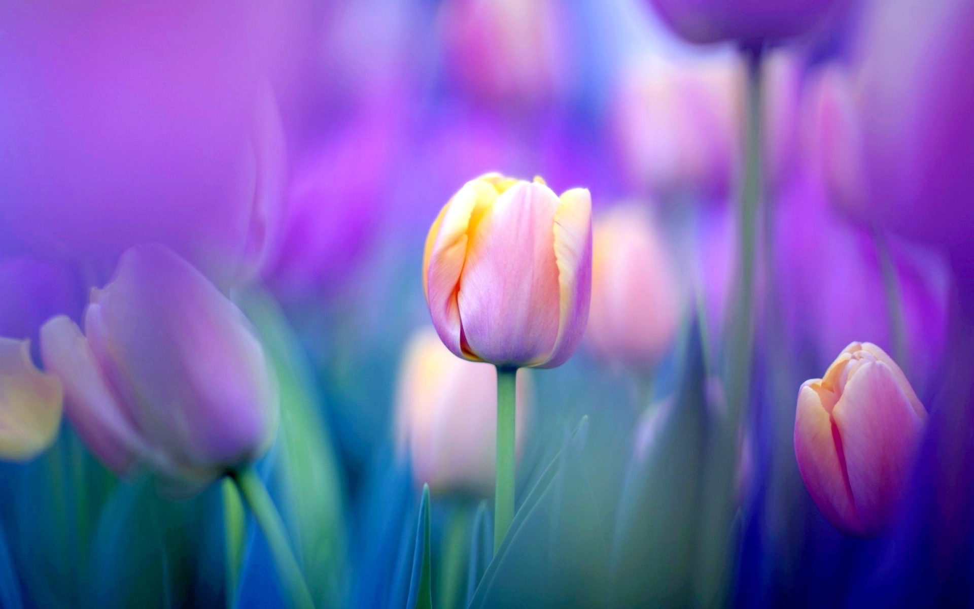 tulips flowers wallpapers,flower,flowering plant,petal,tulip,plant