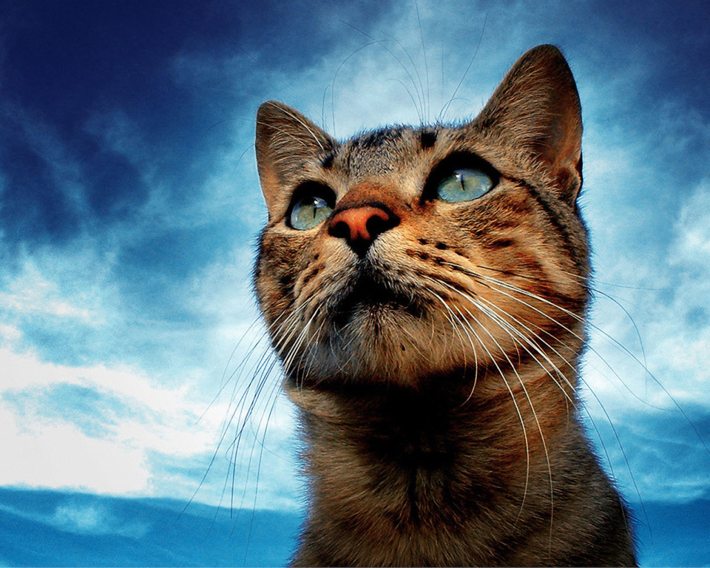 gatos wallpaper,cat,whiskers,sky,small to medium sized cats,felidae