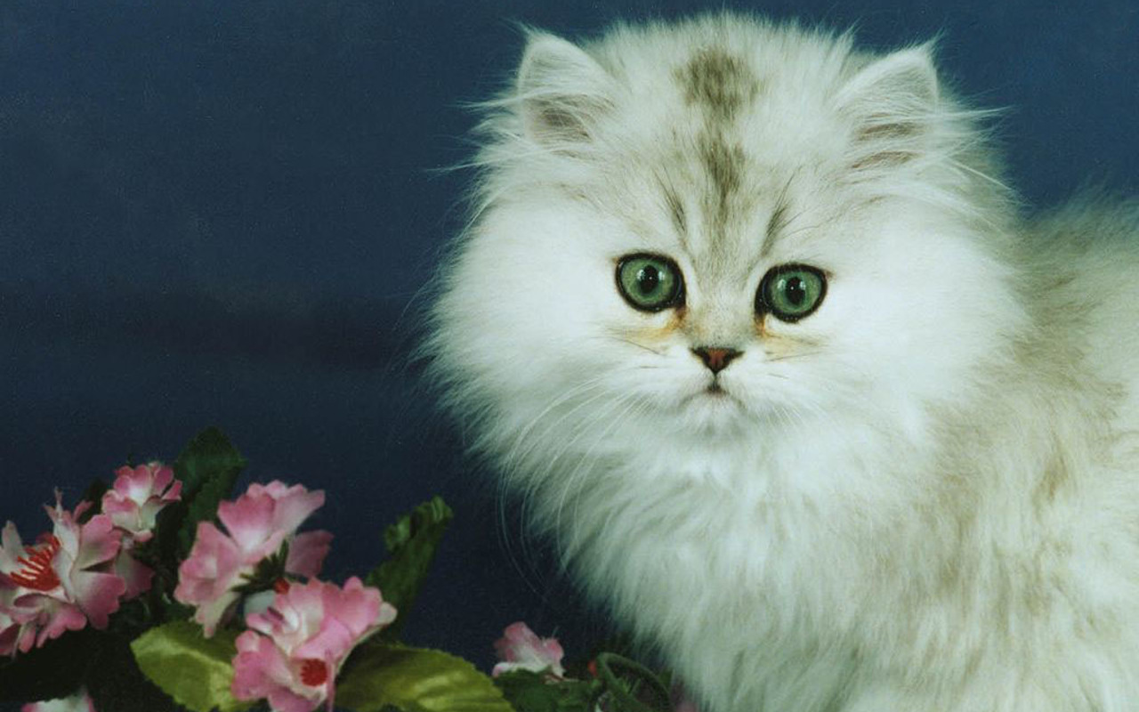 gatos wallpaper,cat,mammal,small to medium sized cats,felidae,persian