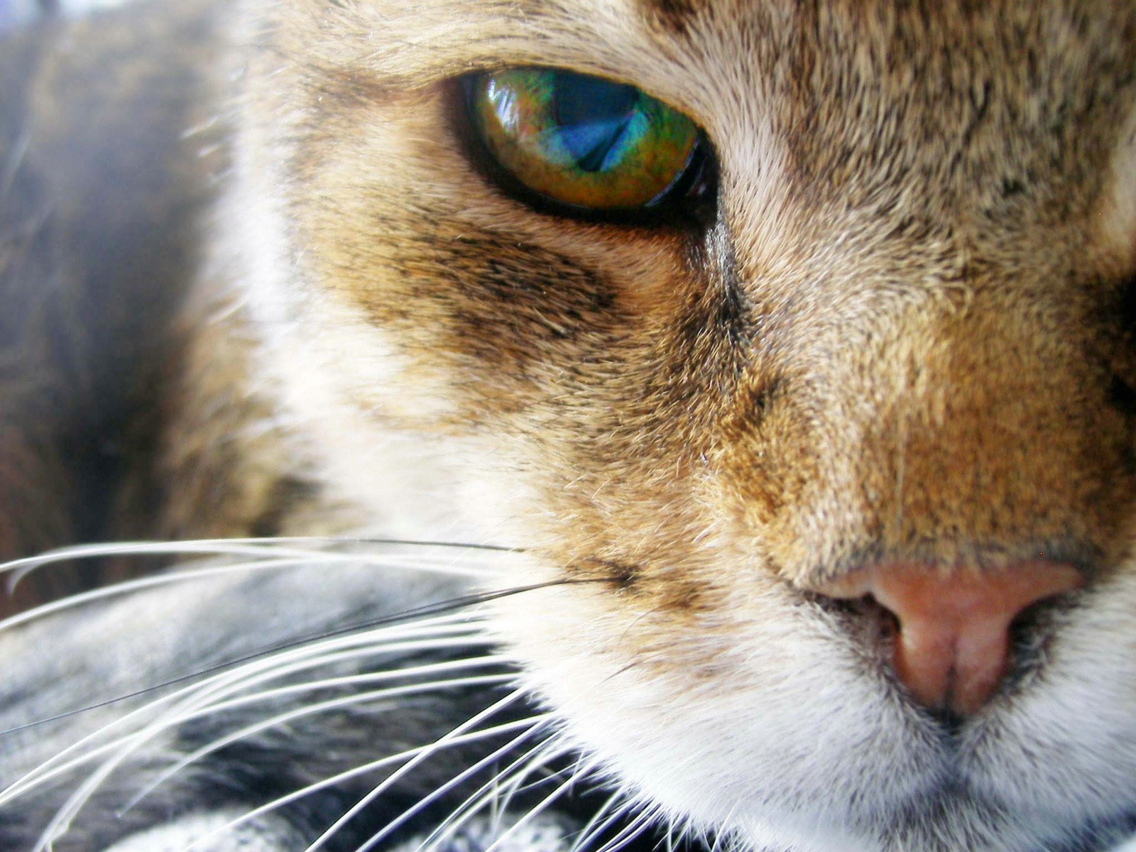gatos wallpaper,cat,whiskers,small to medium sized cats,mammal,felidae