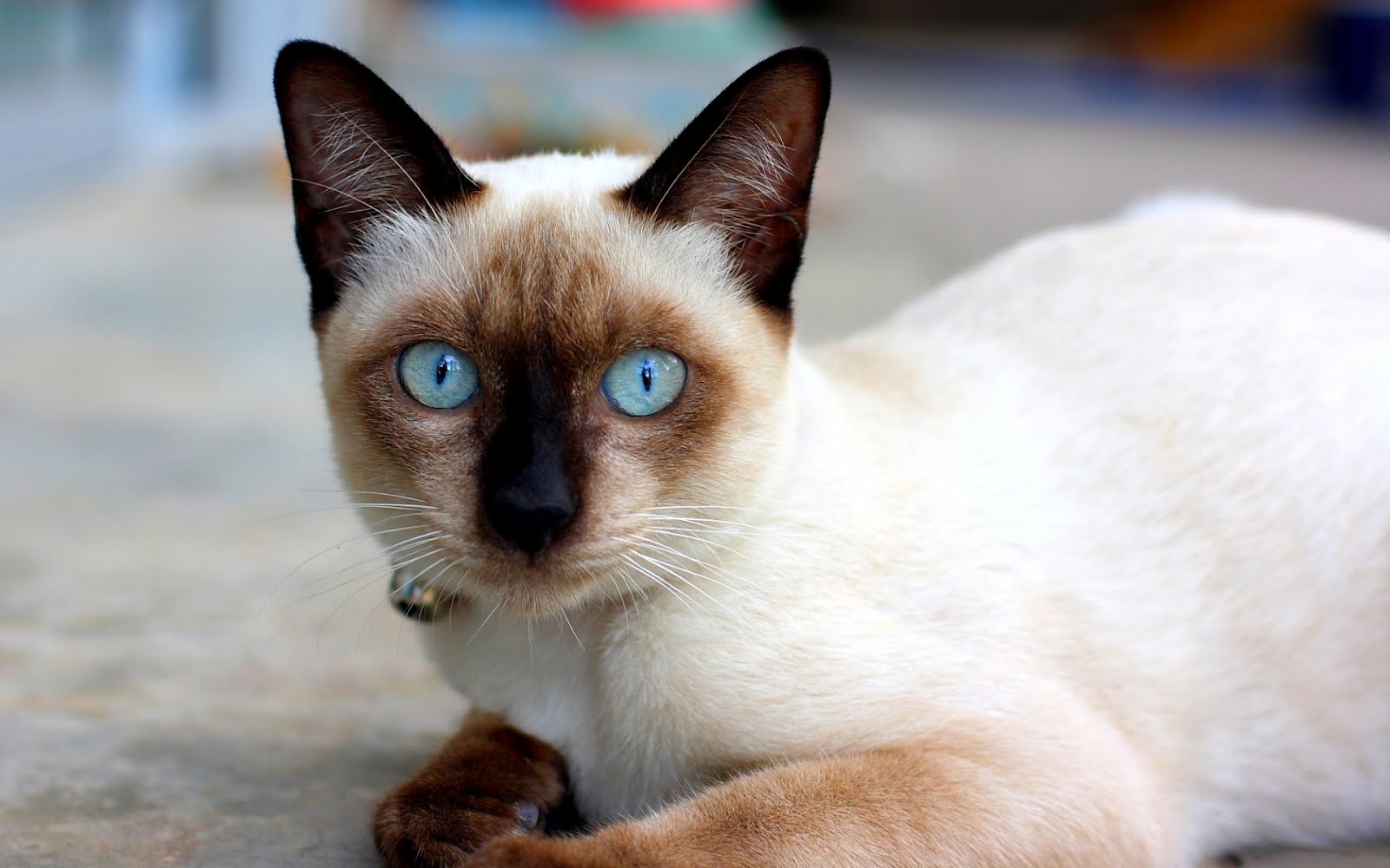 gatos fondo de pantalla,gato,siamés,gatos pequeños a medianos,felidae,tailandés