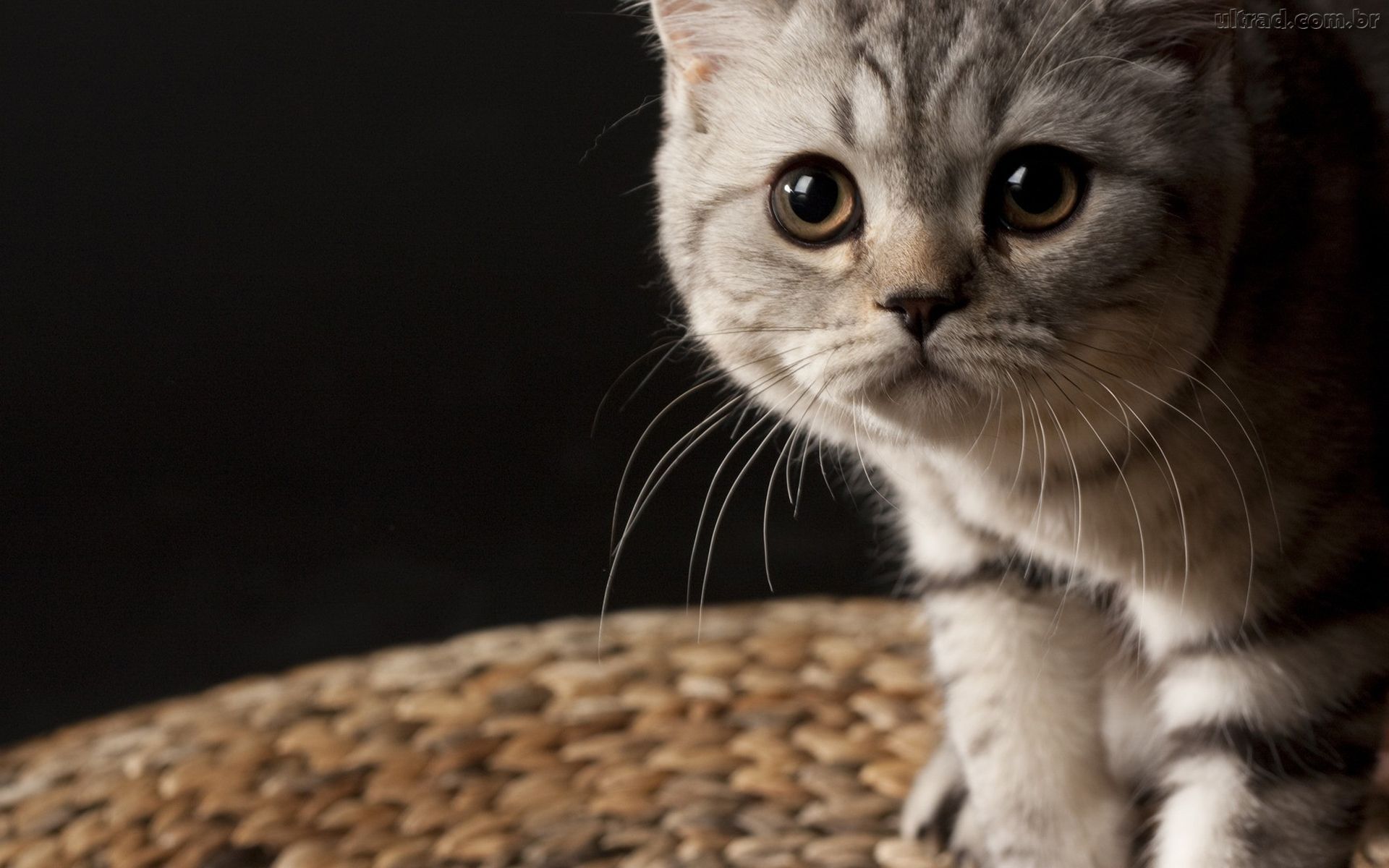 fond d'écran gatos,chat,chats de petite à moyenne taille,moustaches,félidés,chat domestique à poil court