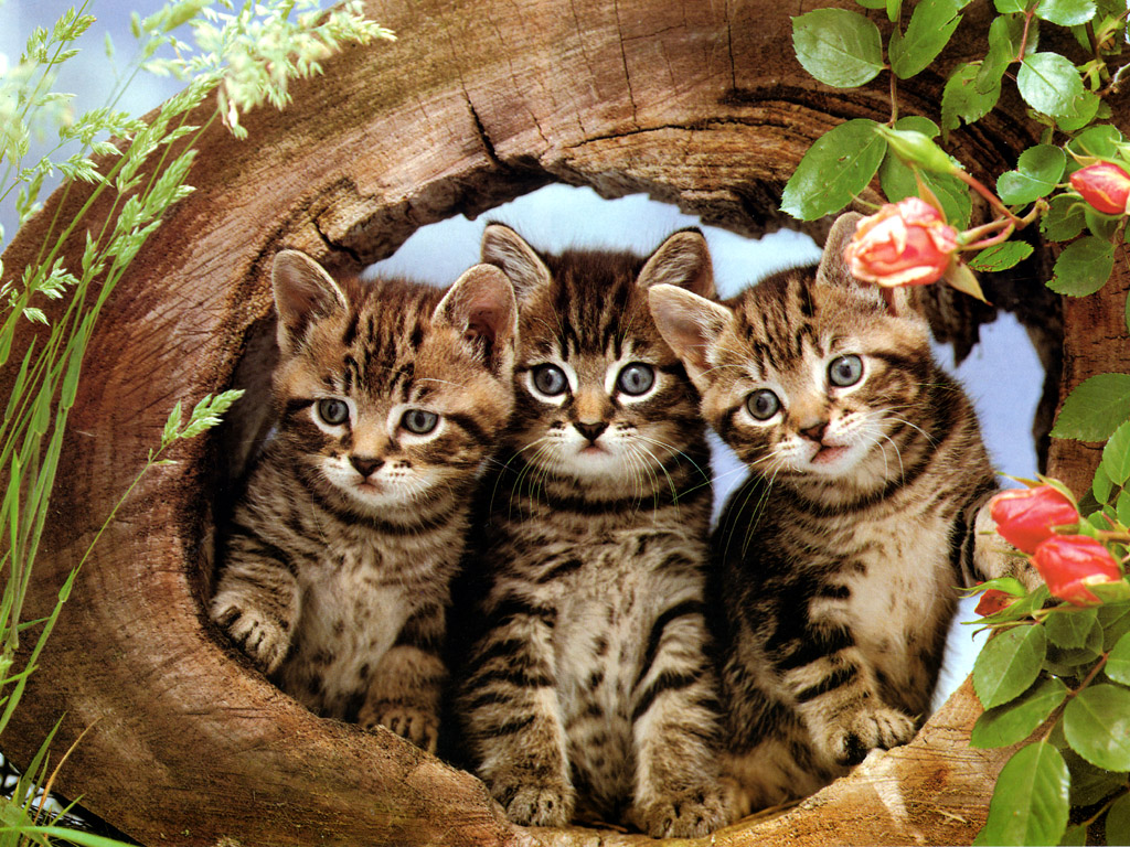 gatos wallpaper,cat,mammal,vertebrate,small to medium sized cats,felidae
