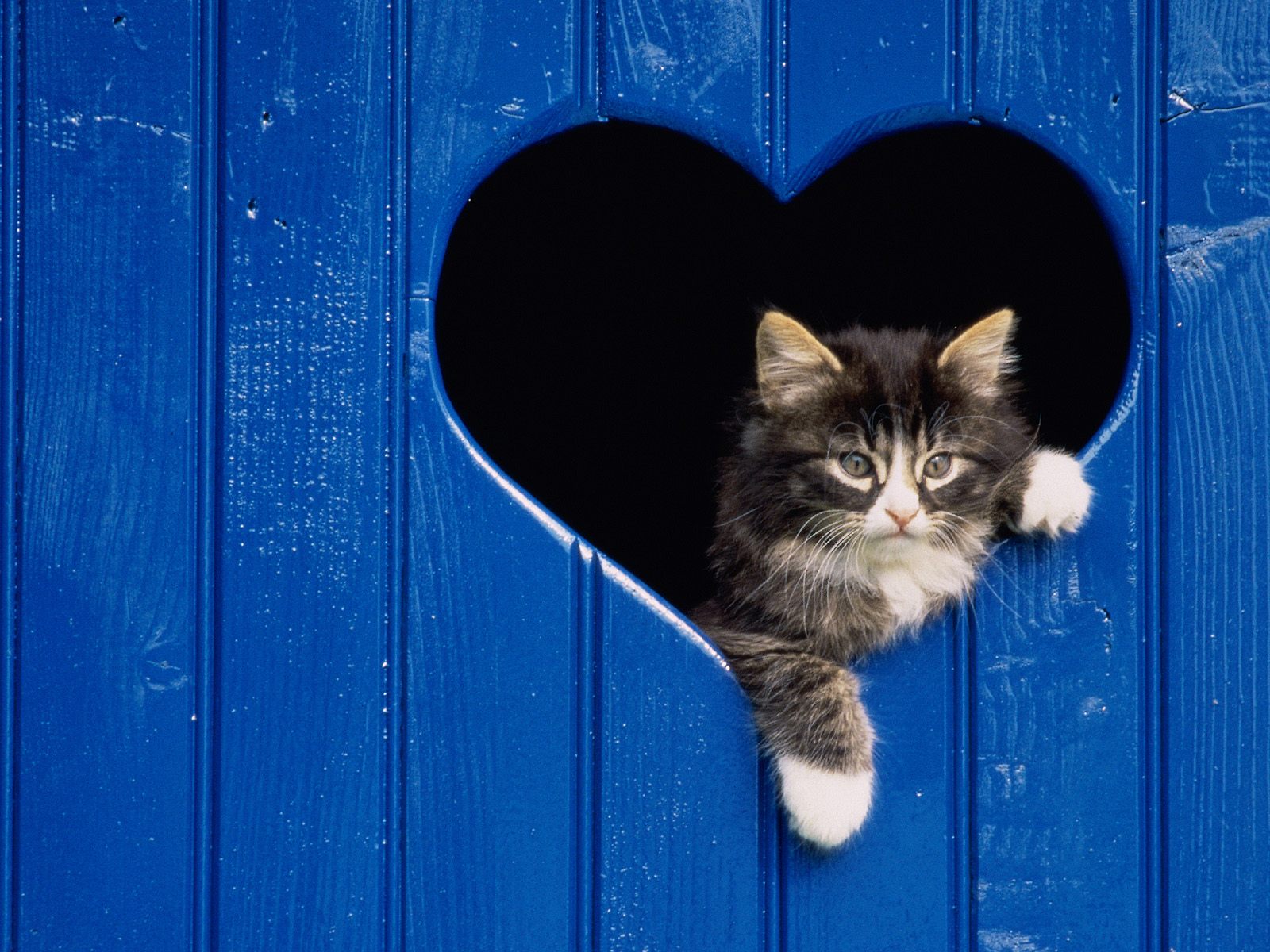 gatos fondo de pantalla,gato,gatos pequeños a medianos,felidae,bigotes,azul