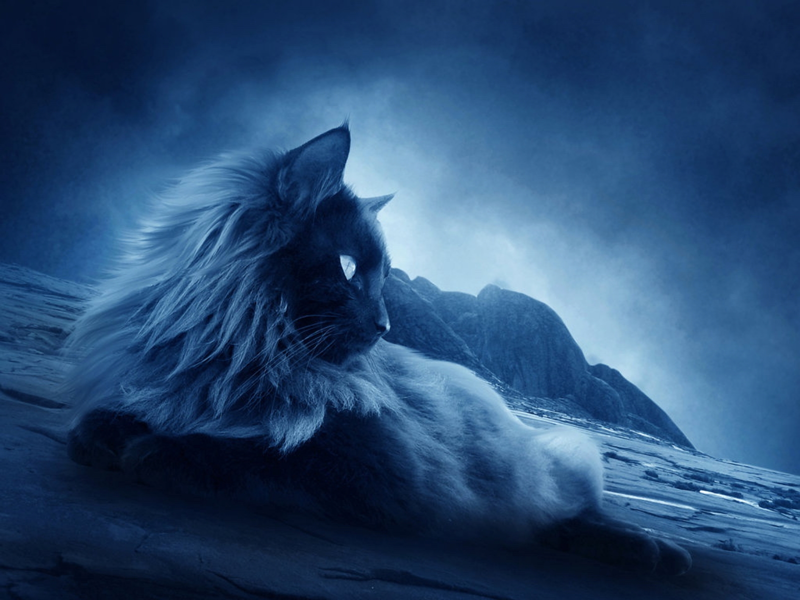 gatos fondo de pantalla,cielo,gato,oscuridad,gato del bosque noruego,hocico