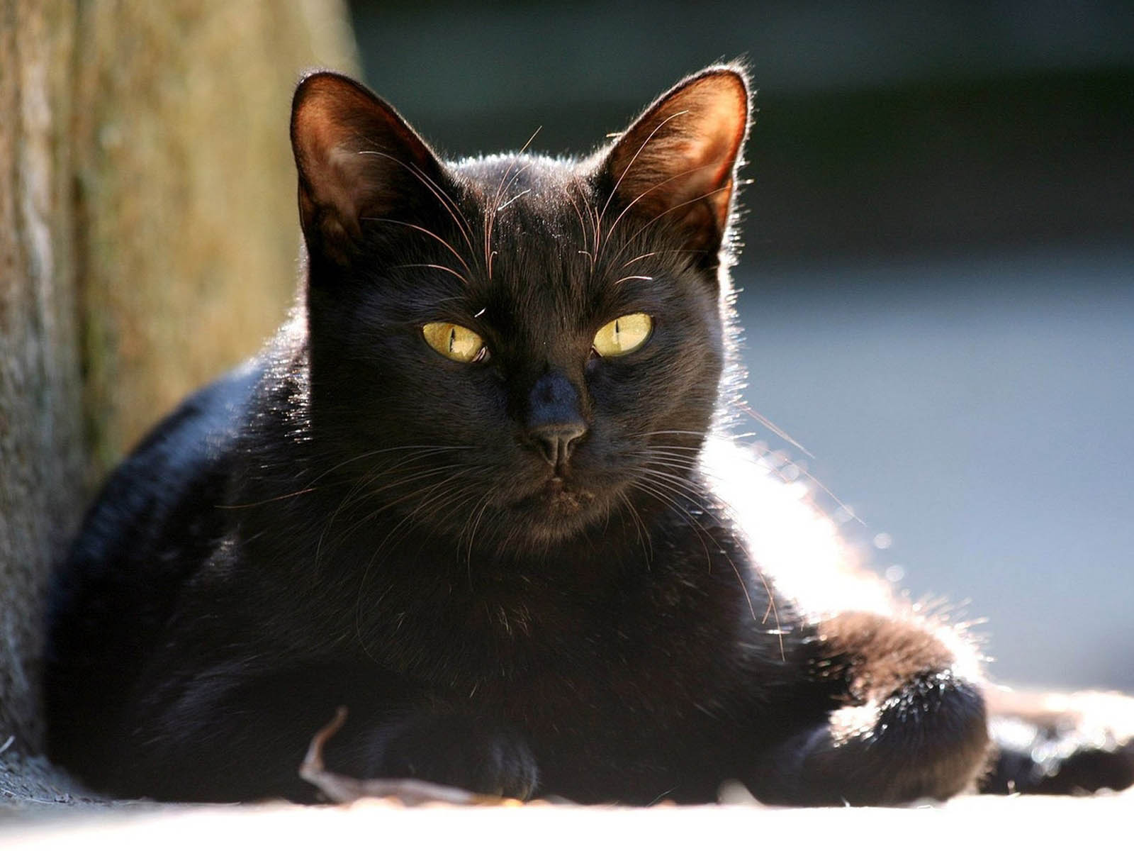fond d'écran gatos,chat,chats de petite à moyenne taille,moustaches,chat noir,félidés