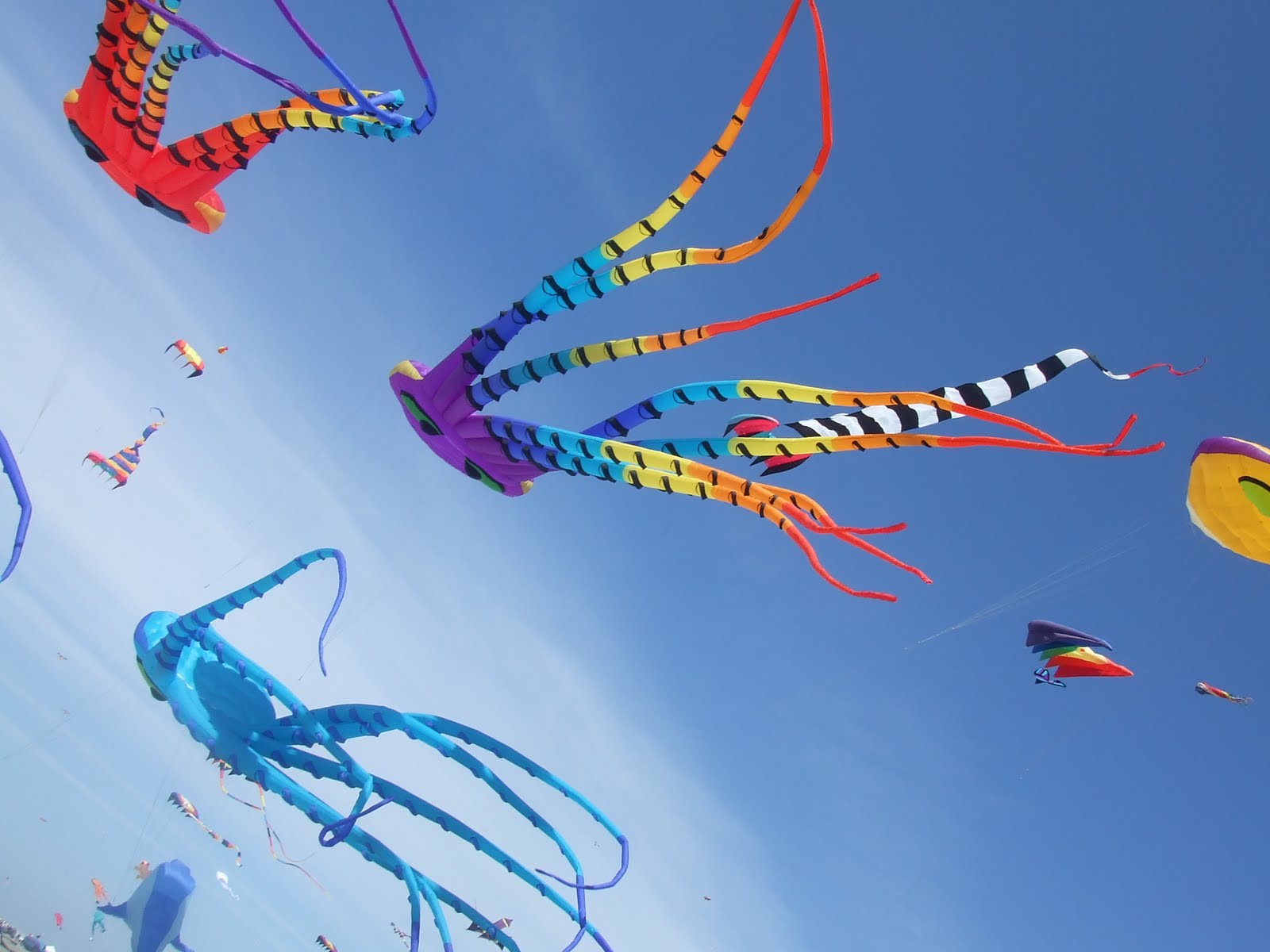 fond d'écran makar sankranti,cerf volant,cerf volant de sport,arts visuels,art enfant