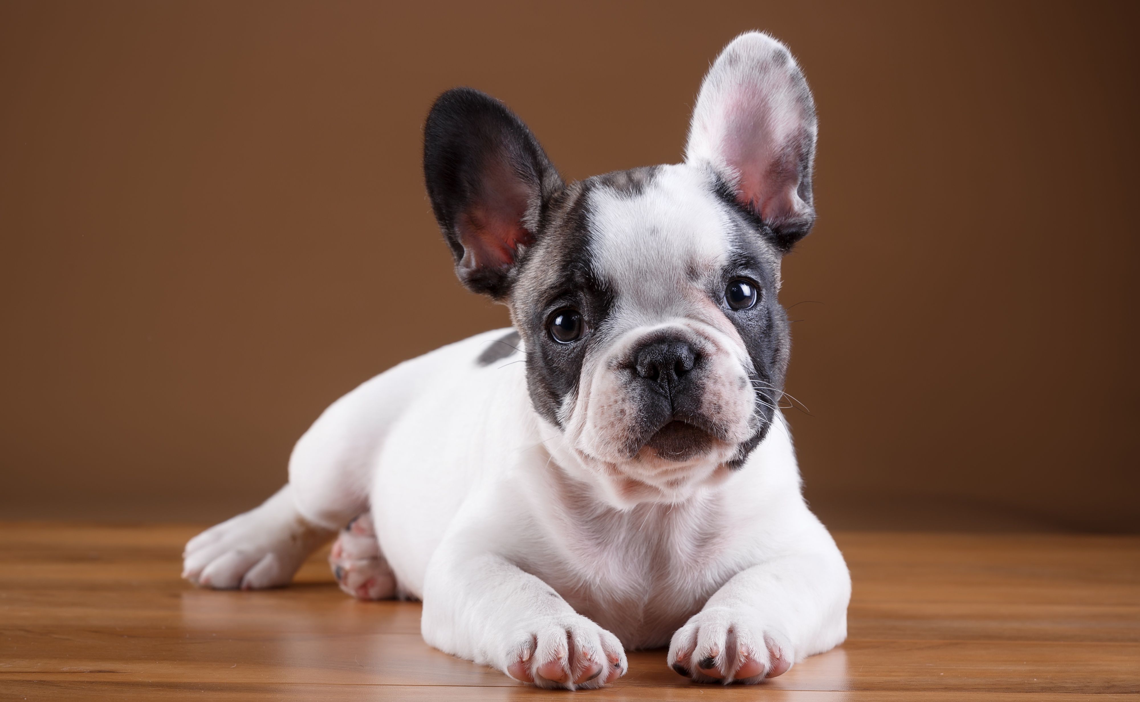 fond d'écran bouledogue français,chien,bulldog français,bouledogue jouet,chiot,museau (85630