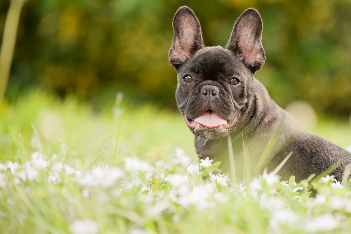 fondo de pantalla de bulldog francés,perro,bulldog francés,bulldog de juguete,hocico,perro de compañía