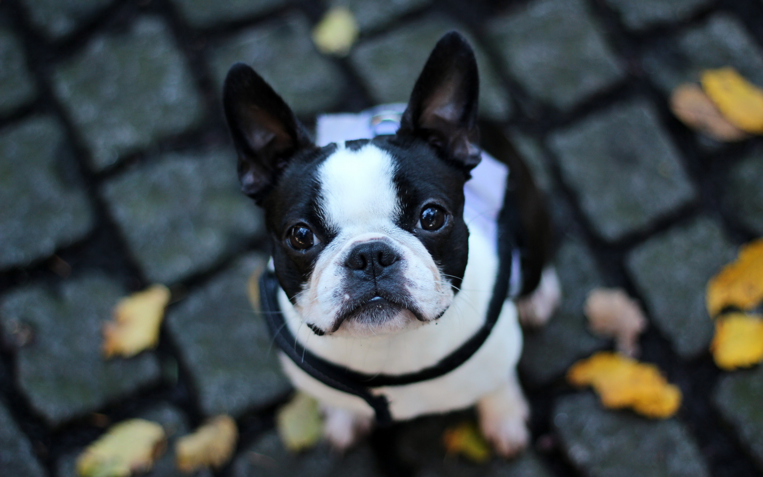 fondo de pantalla de bulldog francés,perro,boston terrier,hocico,perro de compañía,bulldog francés