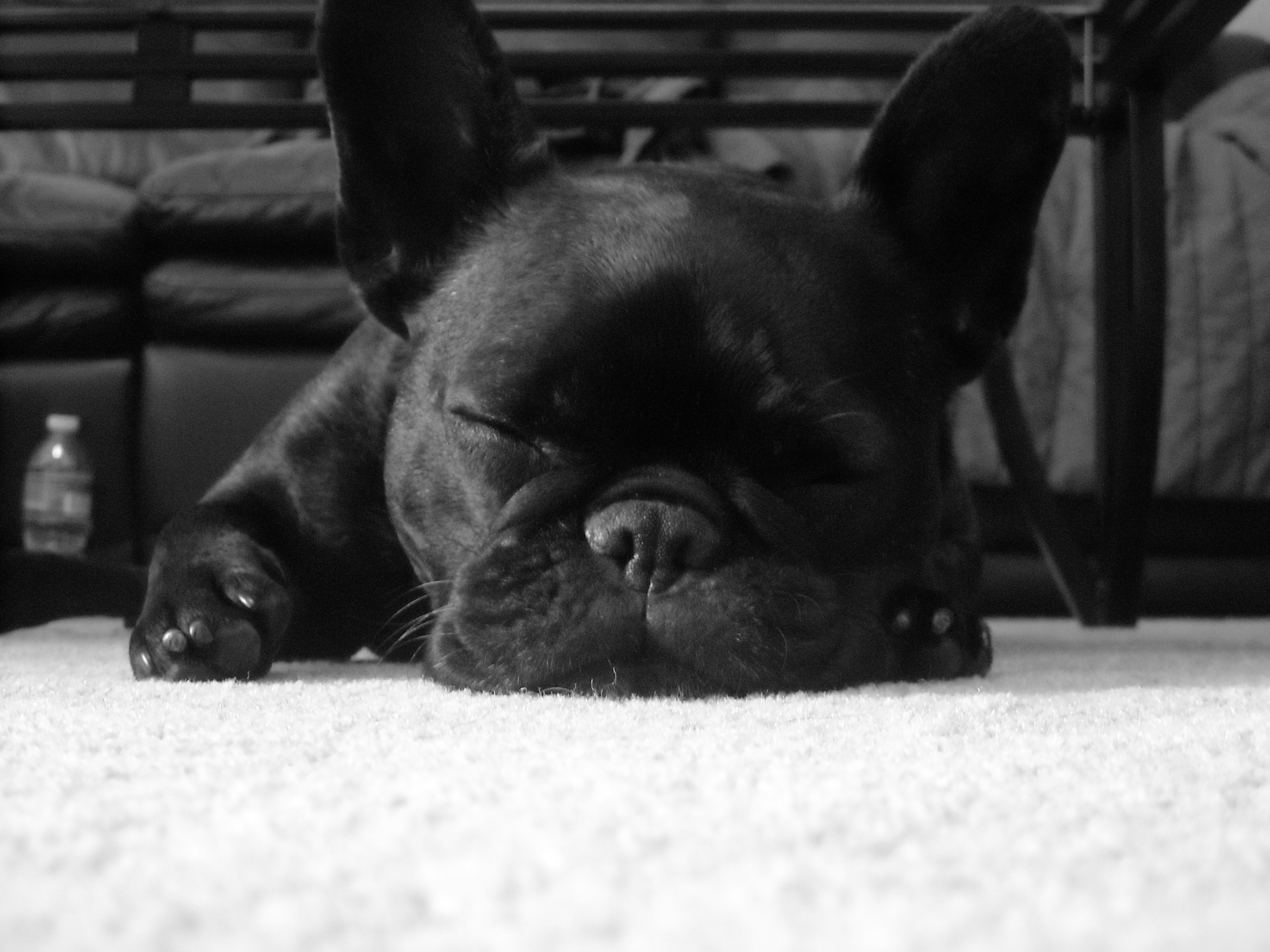 fond d'écran bouledogue français,chien,noir,bulldog français,museau,bouledogue